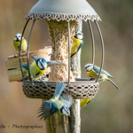 "The magnificent seven"