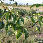 Passion fruit & flower, Fruta e flor do maracuj&aacute;, Jate&iacute;, MS, Brazil