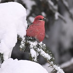 Durbec des sapins m&acirc;le--Pine Grosbeak male (Pinicola enucleator)