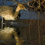 Northern pintail, Anas acuta, Stj&auml;rtand