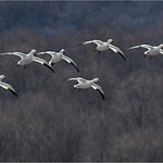 Snow Geese
