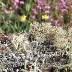 Our Little Slice of Alien Terrain