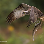 Osprey Flying Away with Fish