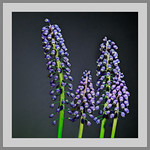 Traubenhyazinthe / Muscari