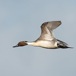 DSP07044 - Northern Pintail ♂ ((Anas acuta)