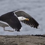 Great Black backed Gull_C5A4262