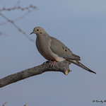 Untitled-7386-DeNoiseAI-clear