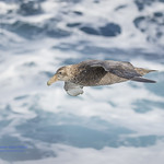 Southern_Giant-Petrel__2U6A7881
