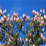 Magnolia