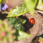 Nestled Ladybird