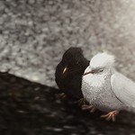 Faded . LANA ... &hearts; Free PALESTINE &hearts;