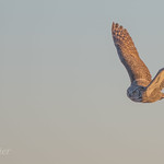 To the rescue! DSC_8974-3