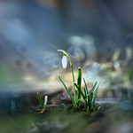 My First Snowdrop
