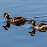 black necked grebe2 - pair
