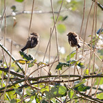 Woodberry Wetlands | North London walk-18