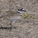 Killdeer