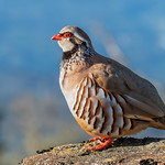 Perdiz | Red-legged Partridge (Alectoris rufa)