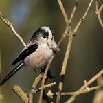 Long-tailed Tit (Aegithalos caudatus)