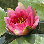 Water Lily 2