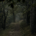 Hiking in the morning mist.