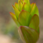 Crown Imperial Growing