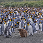 Penguin_Mass_WEB_2U6A5830