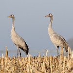 0S8A2987. Common Crane (Grus grus) imm