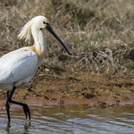 L&ouml;ffler - Eurasian spoonbill