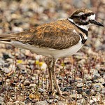 Killdeer