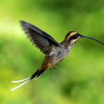 Scale-throated Hermit (Phaethornis eurynome eurynome)