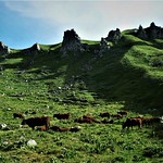 OH LA VACHE ..................