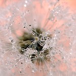 Diente de Le&oacute;n. .... L&ouml;wenzahn