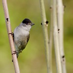Eurasian Blackcap (m)
