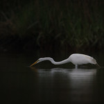 Breakfast On The Bayou
