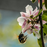 Flight of the bumblebee