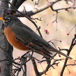 American Robin