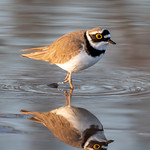 Little ringed plover - Flussregenpfeifer (Charadrius dubius) - explore takeover "Animals"
