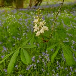 The Horse Chestnut is out