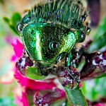 (Cetonia aurata) Rose Chafer (Please read my poetry) (Explore #140)