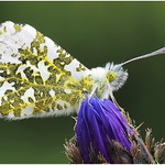 Orange Tip (Anthocharis cardamines),, male