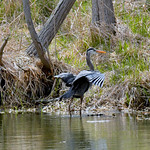 SOFT LANDING, ACA PHOTO