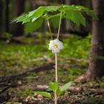 MayApple