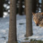 Gray wolf in snow