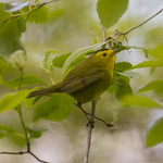 Another warbler