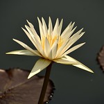 &ldquo;Minds are like flowers; they open only when the time is right.&rdquo;