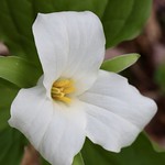 Trillium