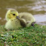 Canada gosling