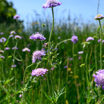 lila points on meadow