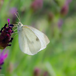 Blanca de la col sobre cantueso