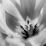 Trying to Catch a Little Light